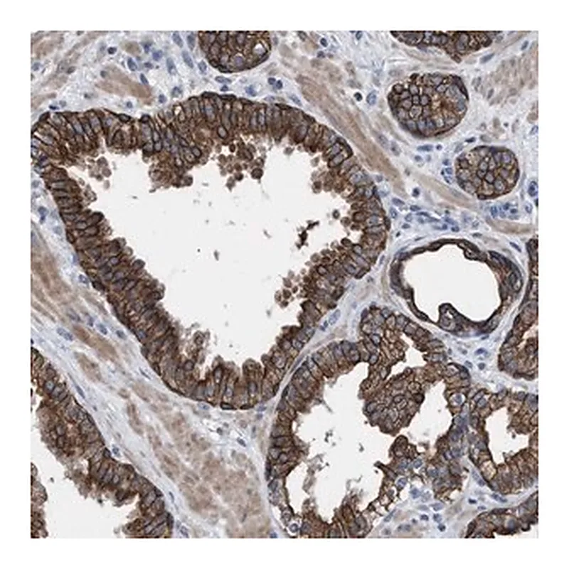 Merck Anti-AK8 antibody produced in rabbit