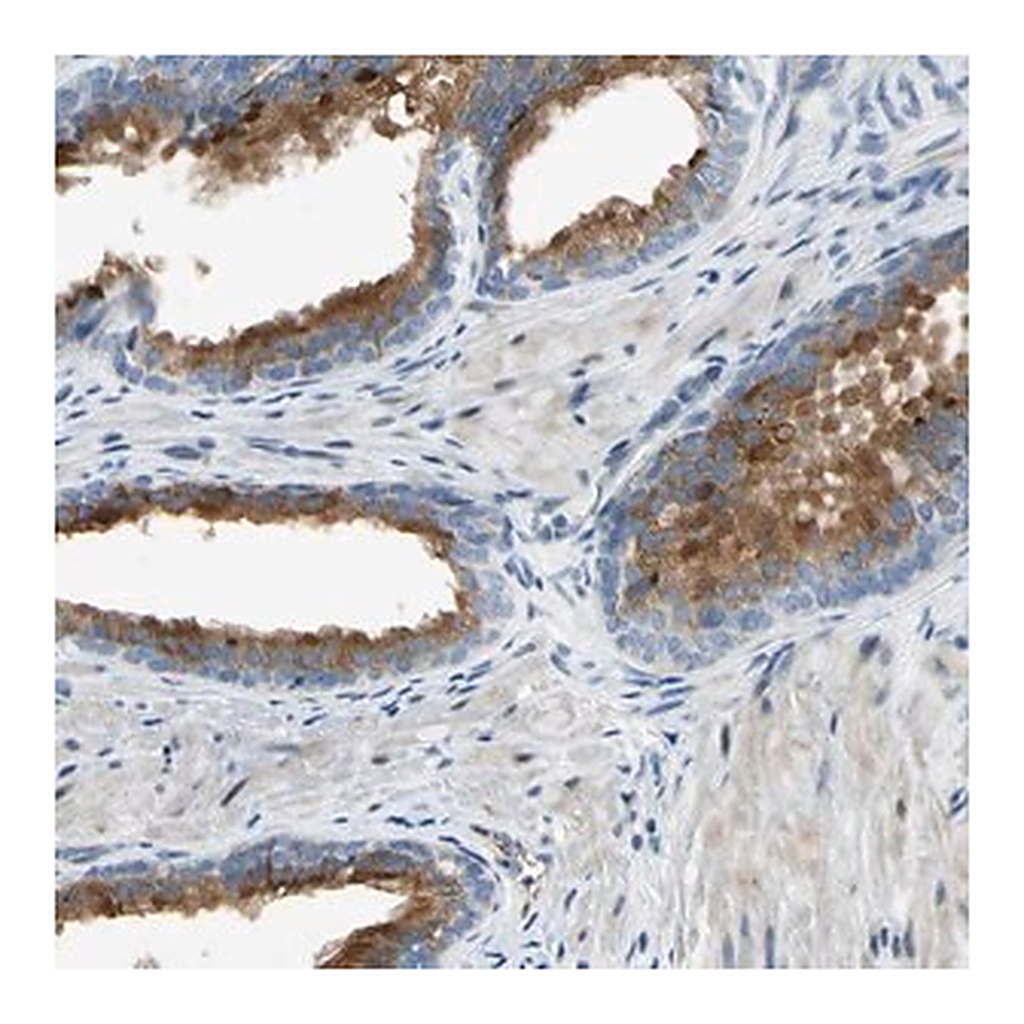 Merck Anti-NPDC1 antibody produced in rabbit