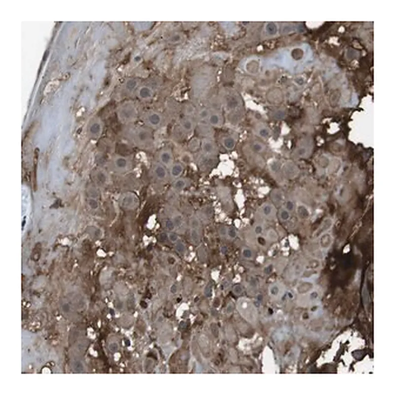 Merck Anti-CDH20 antibody produced in rabbit