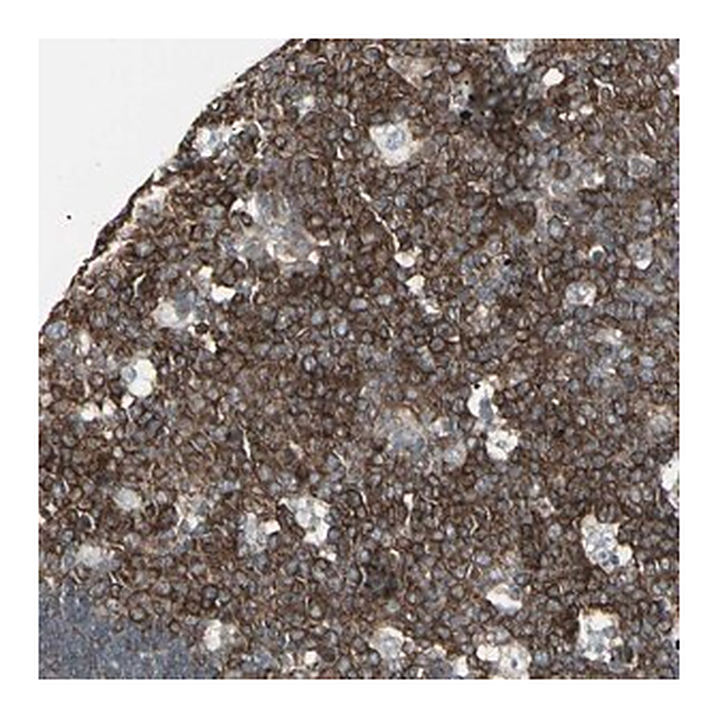 Merck Anti-EPS15 antibody produced in rabbit