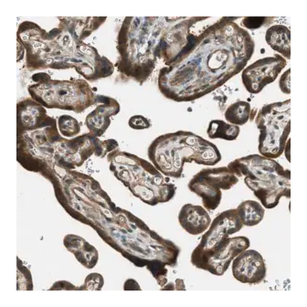 Merck Anti-PTPN23 antibody produced in rabbit