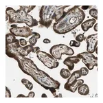 Merck Anti-PTPN23 antibody produced in rabbit