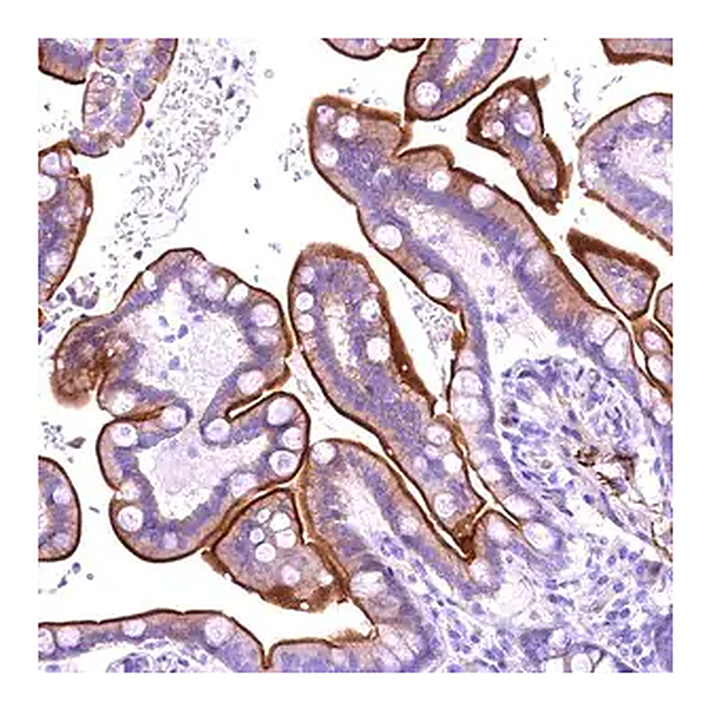 Merck Anti-SLF1 antibody produced in rabbit
