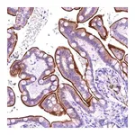 Merck Anti-SLF1 antibody produced in rabbit