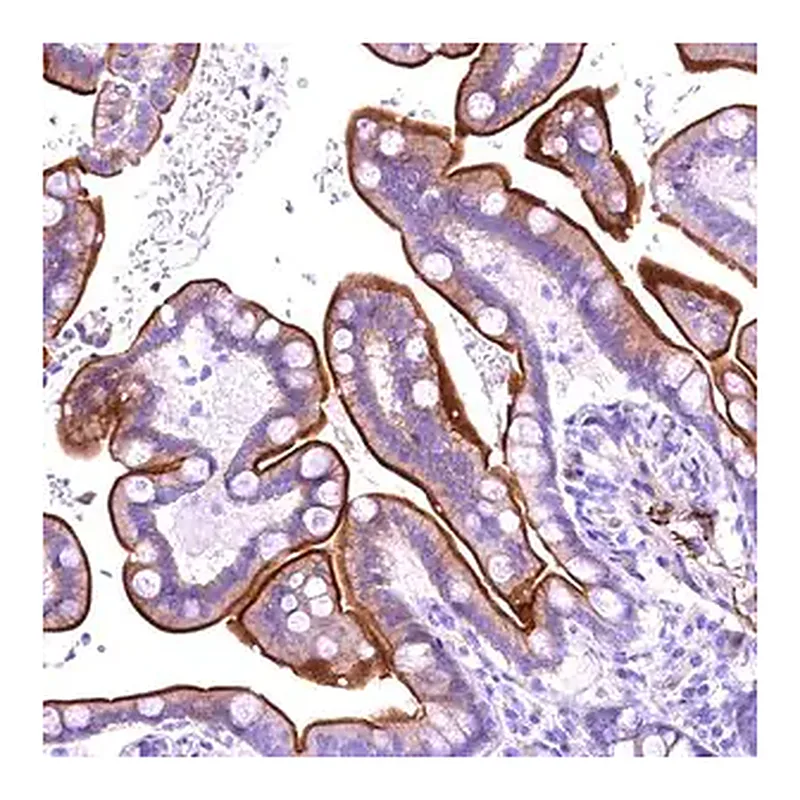 Merck Anti-SLF1 antibody produced in rabbit