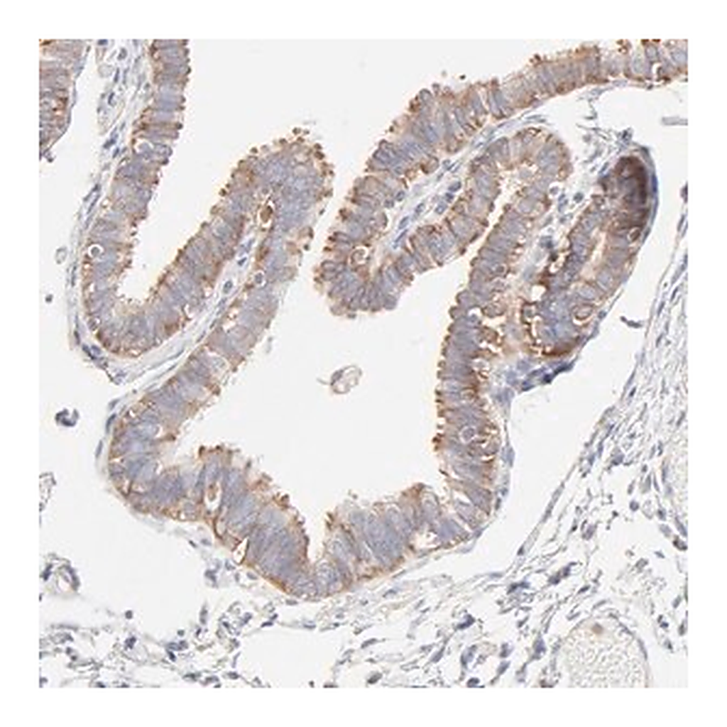 Merck Anti-RPS21 antibody produced in rabbit