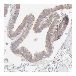 Merck Anti-RPS21 antibody produced in rabbit