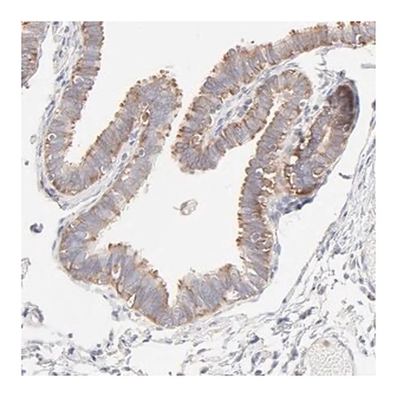 Merck Anti-RPS21 antibody produced in rabbit