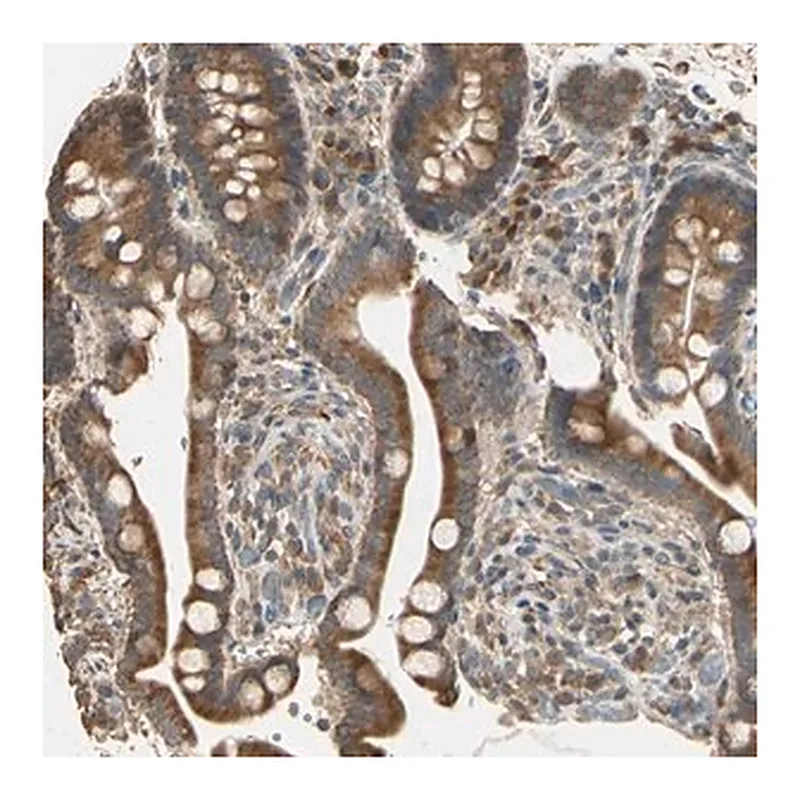 Merck Anti-STX18 antibody produced in rabbit