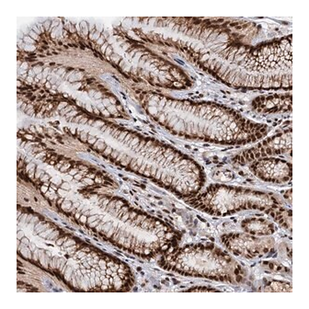 Merck Anti-WBP4 antibody produced in rabbit