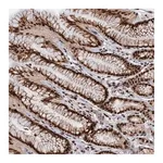 Merck Anti-WBP4 antibody produced in rabbit