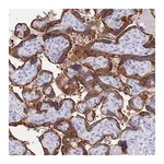 Merck Anti-C2orf72 antibody produced in rabbit