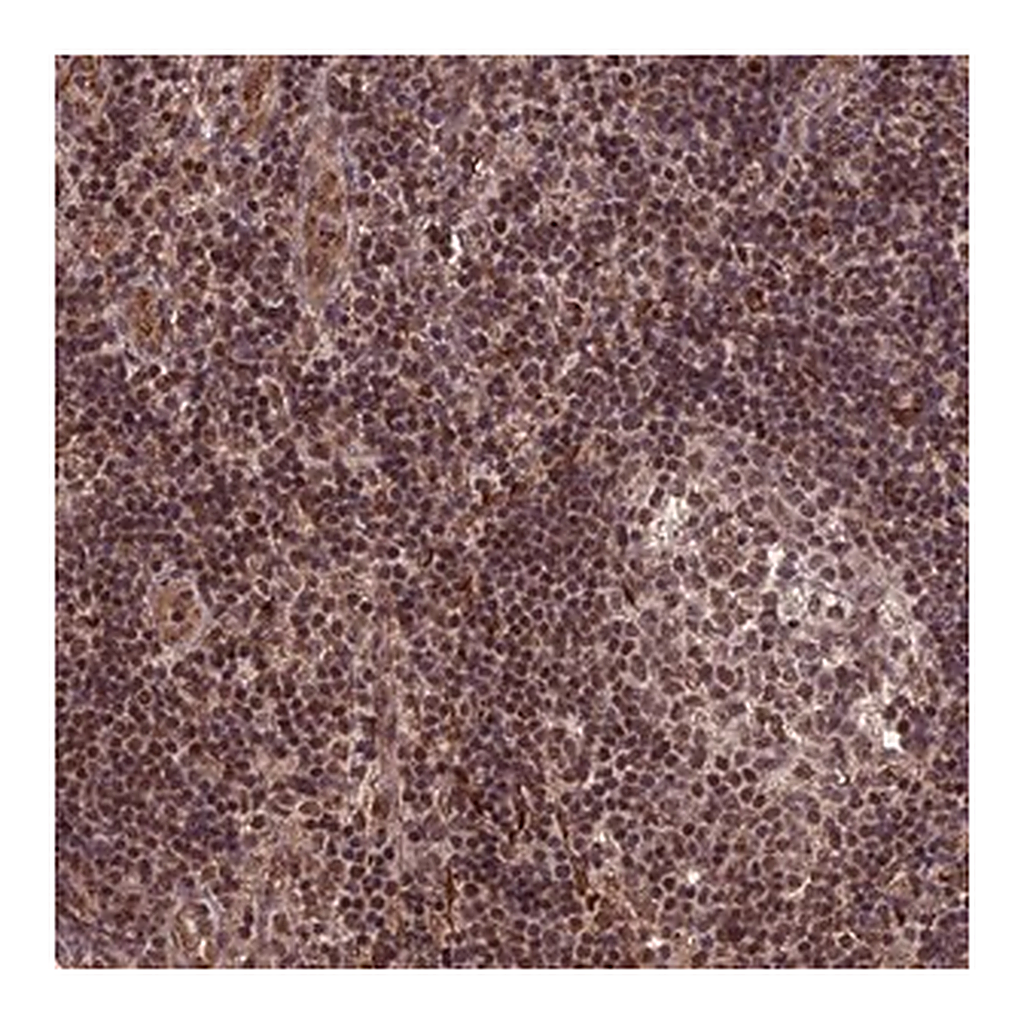 Merck Anti-CABIN1 antibody produced in rabbit