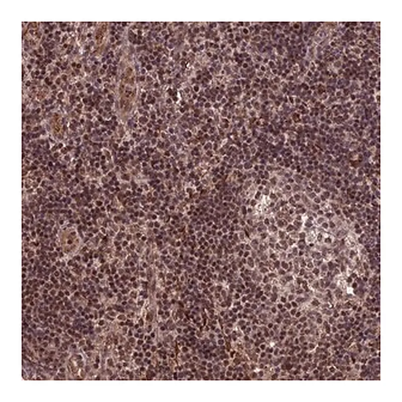 Merck Anti-CABIN1 antibody produced in rabbit