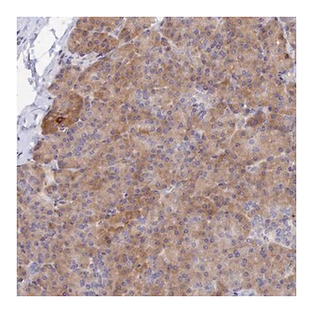 Merck Anti-SPATA5L1 antibody produced in rabbit