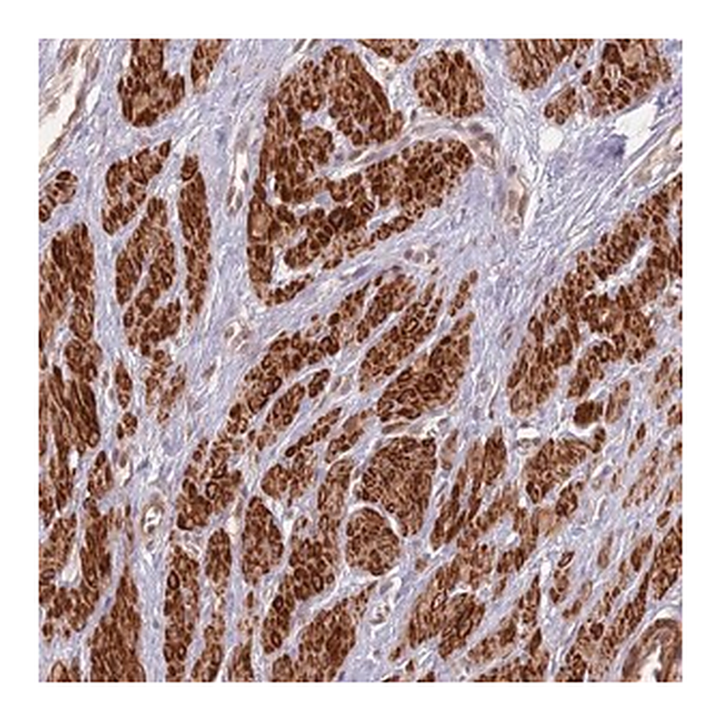 Merck Anti-CCDC154 antibody produced in rabbit