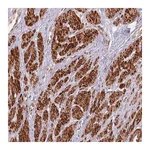 Merck Anti-CCDC154 antibody produced in rabbit
