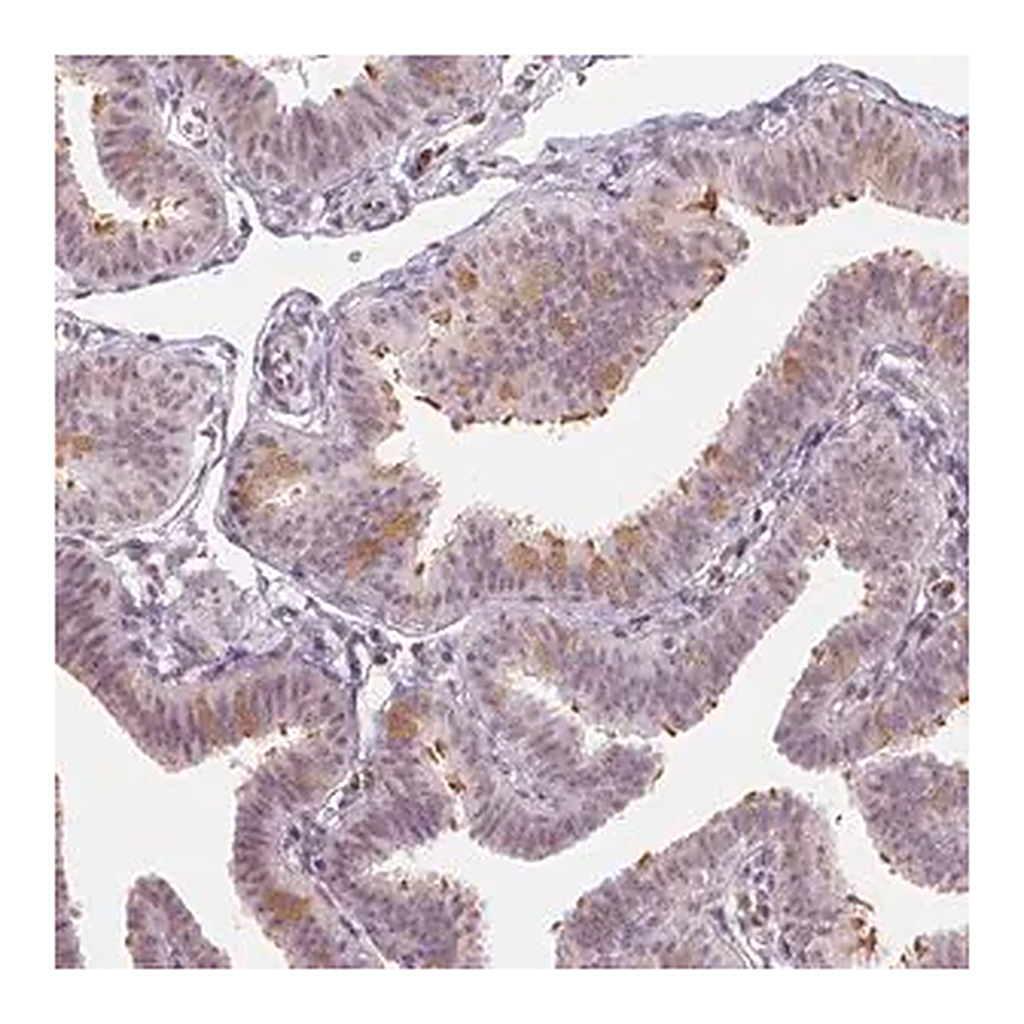 Merck Anti-DRC3 antibody produced in rabbit