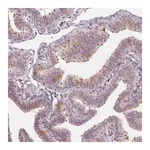 Merck Anti-DRC3 antibody produced in rabbit