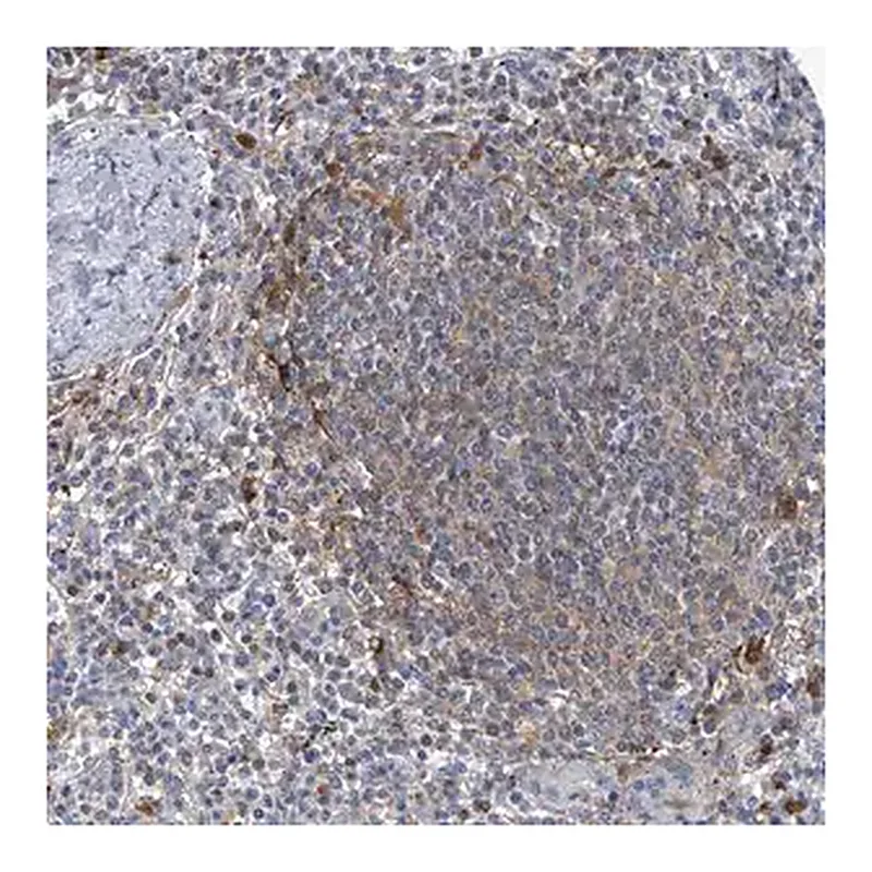 Merck Anti-SERPINB9 antibody produced in rabbit