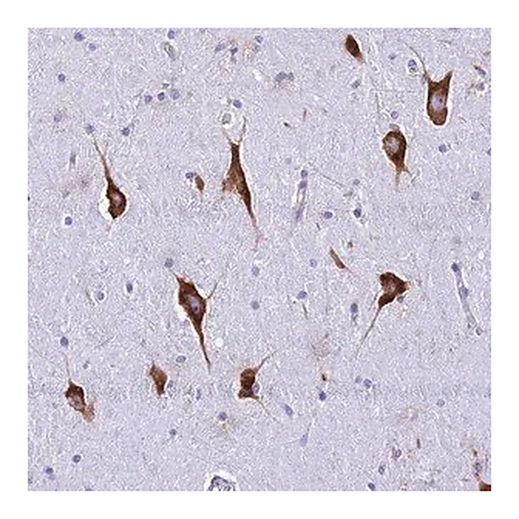 Merck Anti-RPL19 antibody produced in rabbit