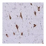 Merck Anti-RPL19 antibody produced in rabbit