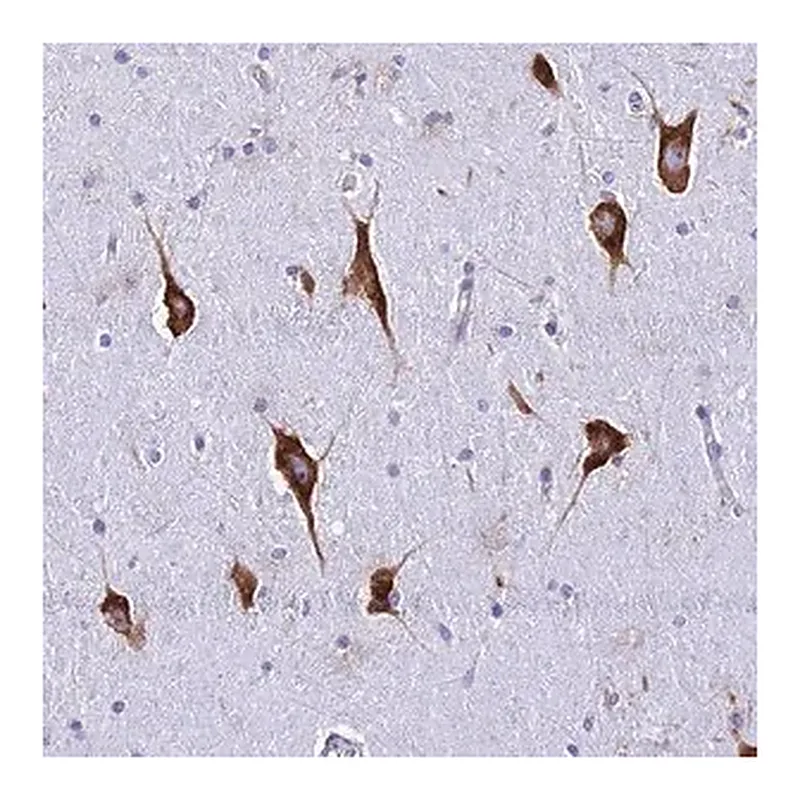 Merck Anti-RPL19 antibody produced in rabbit
