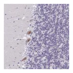 Merck Anti-PHRF1 antibody produced in rabbit