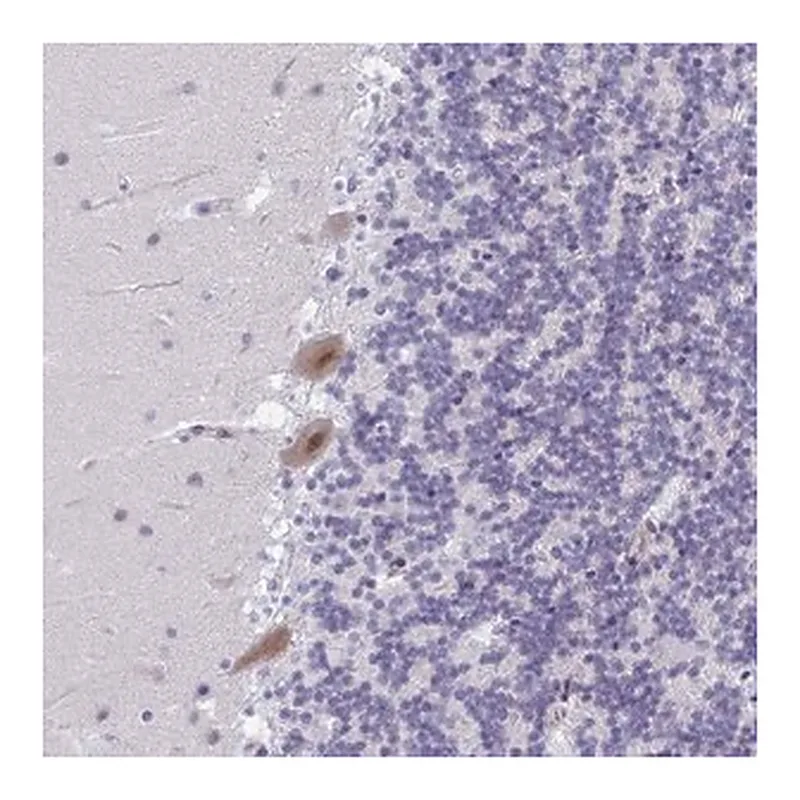 Merck Anti-PHRF1 antibody produced in rabbit