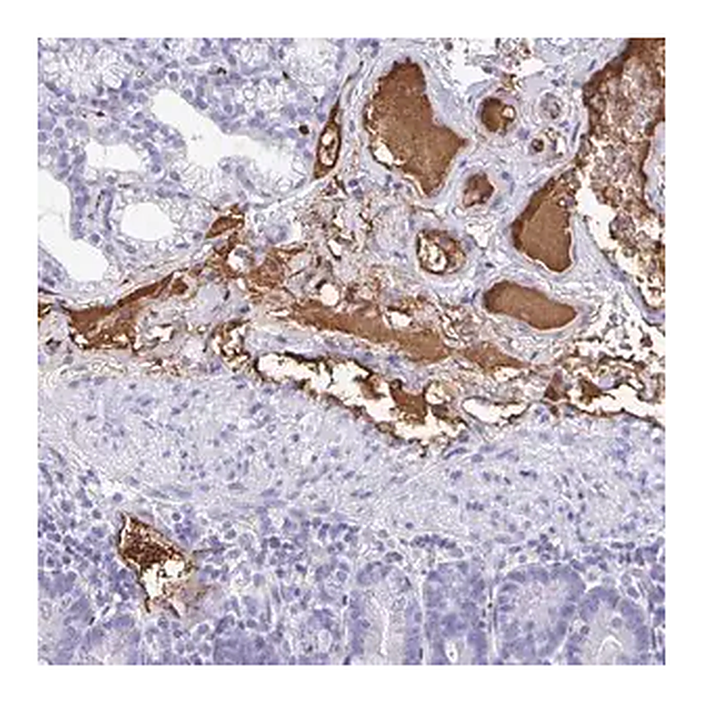 Merck Anti-FGA antibody produced in rabbit
