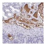 Merck Anti-FGA antibody produced in rabbit