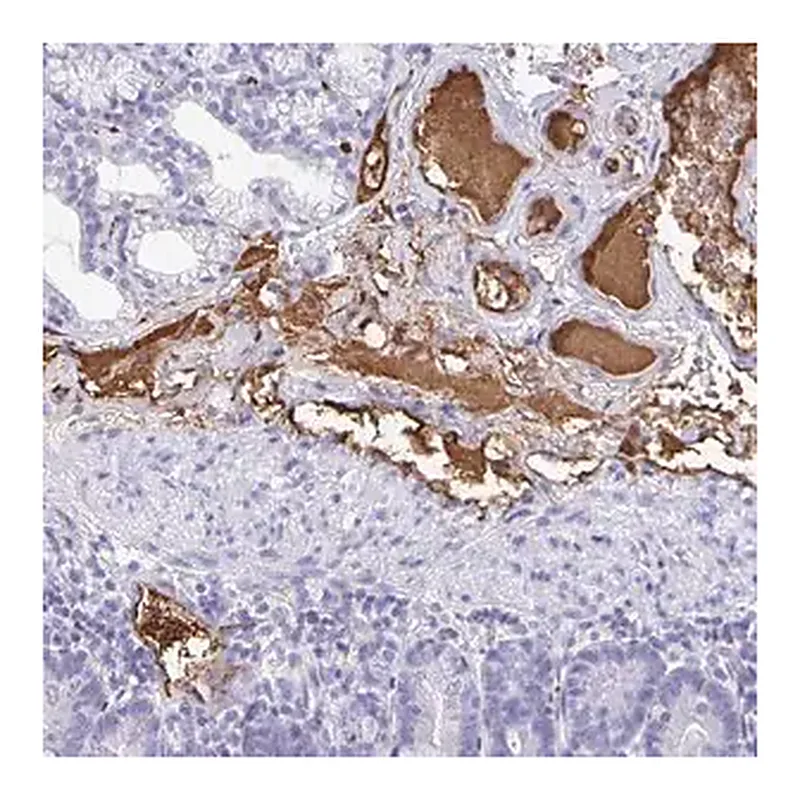 Merck Anti-FGA antibody produced in rabbit