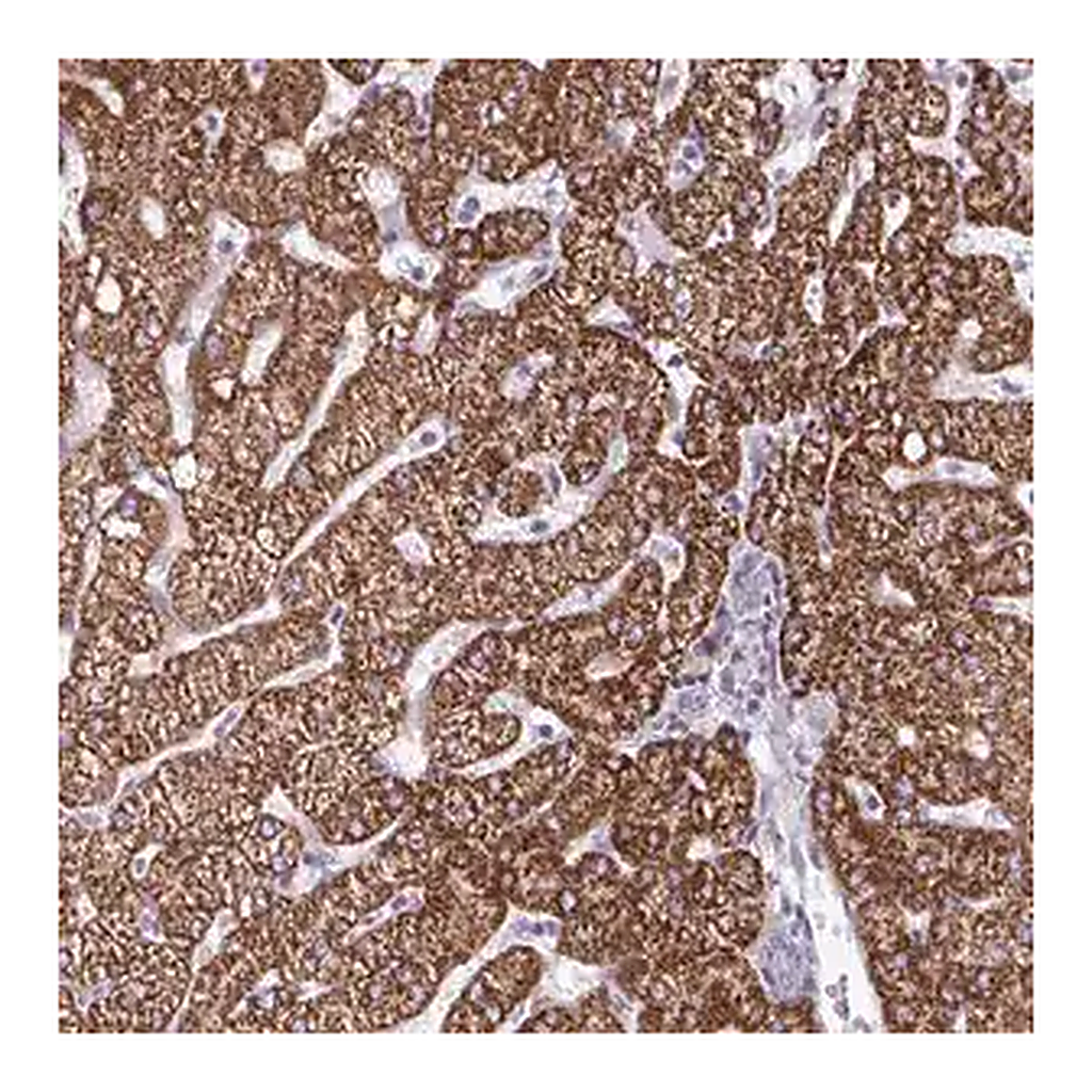 Merck Anti-DUXA antibody produced in rabbit