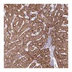 Merck Anti-DUXA antibody produced in rabbit