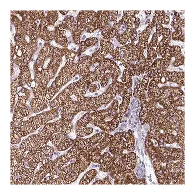 Merck Anti-DUXA antibody produced in rabbit