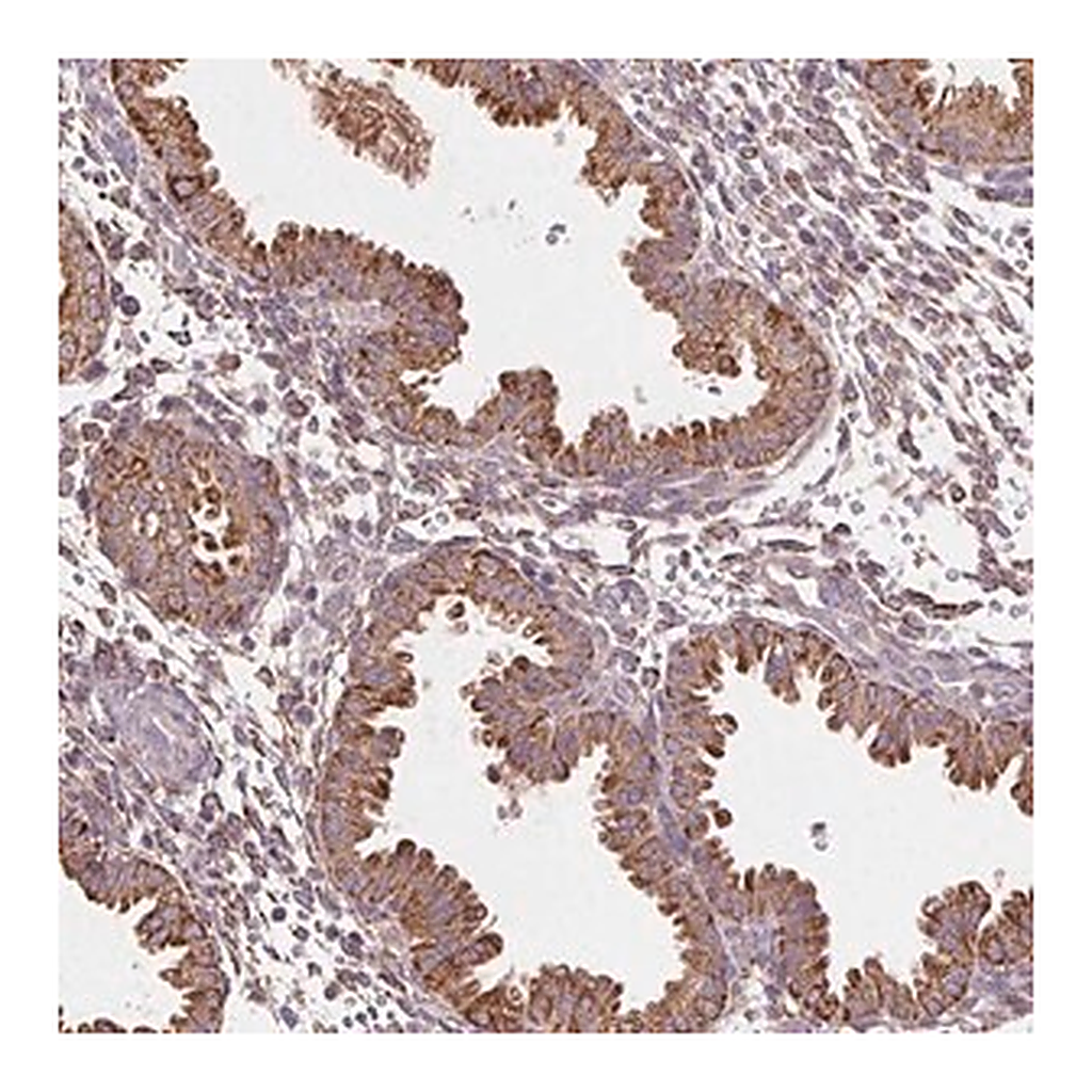 Merck Anti-FNBP1L antibody produced in rabbit