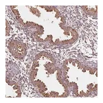 Merck Anti-FNBP1L antibody produced in rabbit