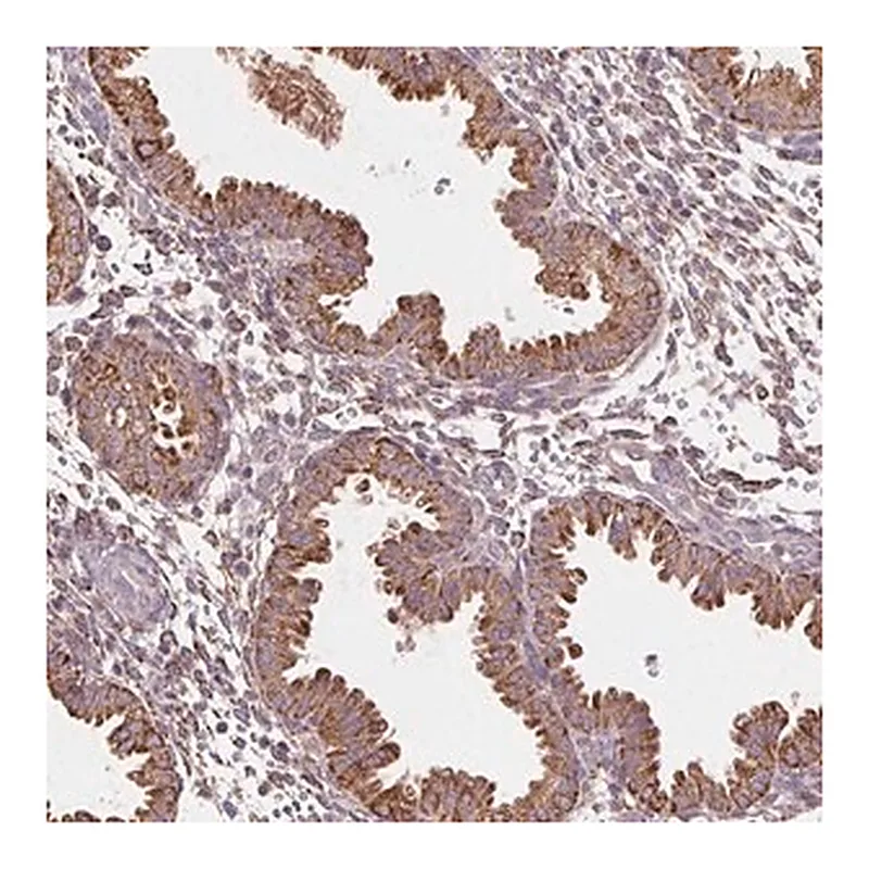 Merck Anti-FNBP1L antibody produced in rabbit