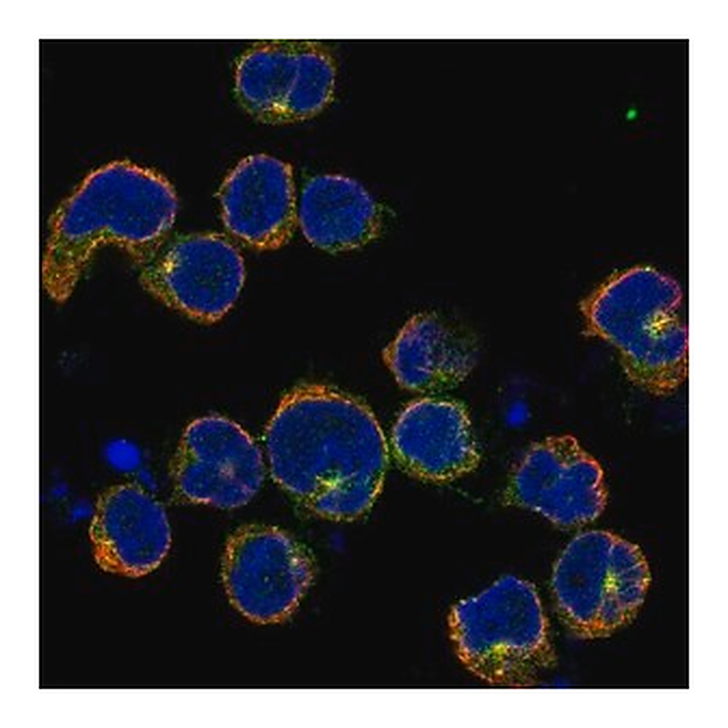Merck Anti-KIRREL2 antibody produced in rabbit