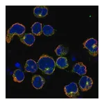 Merck Anti-KIRREL2 antibody produced in rabbit