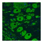 Merck Monoclonal Anti-NEFM antibody produced in mouse