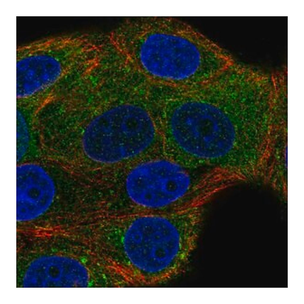 Merck Anti-NSF antibody produced in rabbit