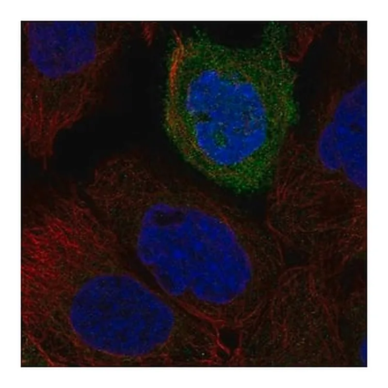 Merck Anti-TACR2 antibody produced in rabbit