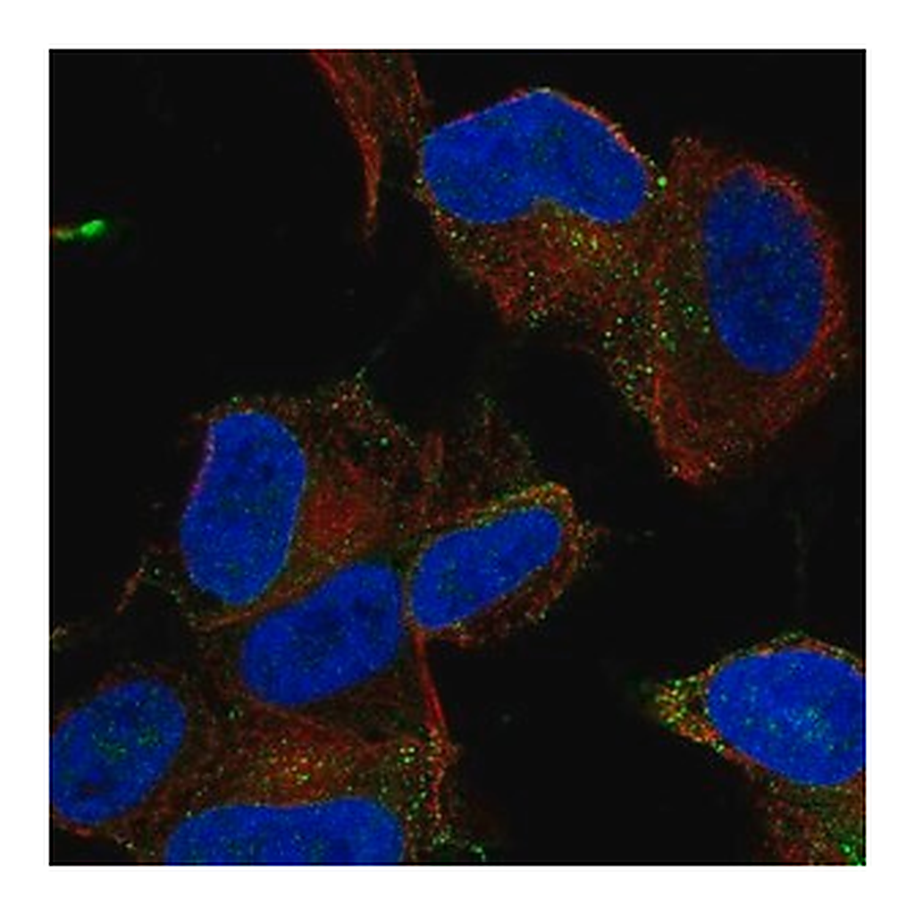 Merck Anti-MYO16 antibody produced in rabbit