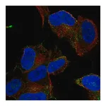 Merck Anti-MYO16 antibody produced in rabbit