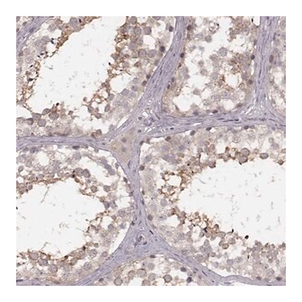 Merck Anti-FAM13B antibody produced in rabbit