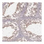 Merck Anti-FAM13B antibody produced in rabbit