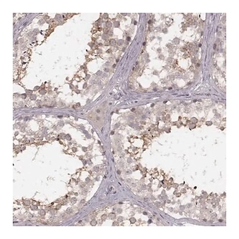 Merck Anti-FAM13B antibody produced in rabbit