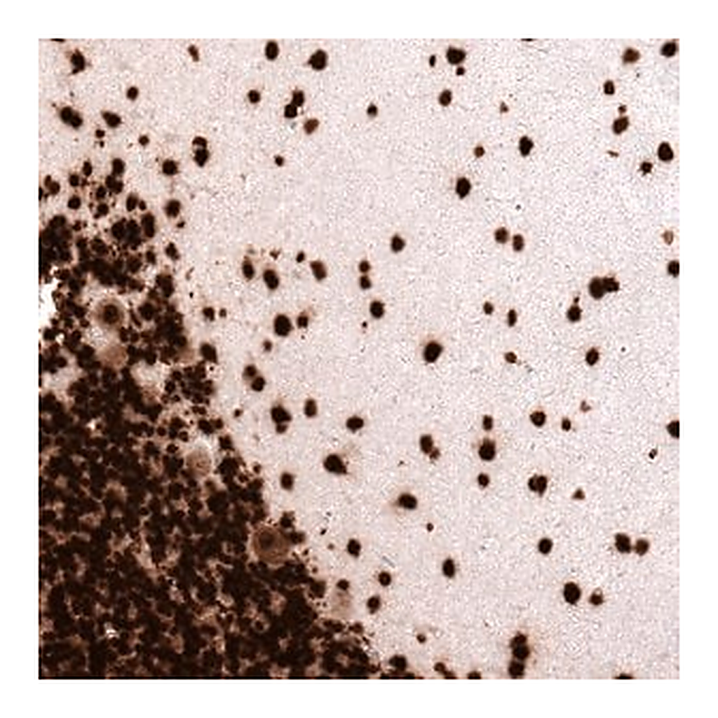 Merck Monoclonal Anti-H2AFX antibody produced in mouse