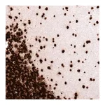 Merck Monoclonal Anti-H2AFX antibody produced in mouse